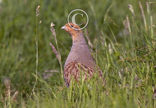 Grey Partridge  2
